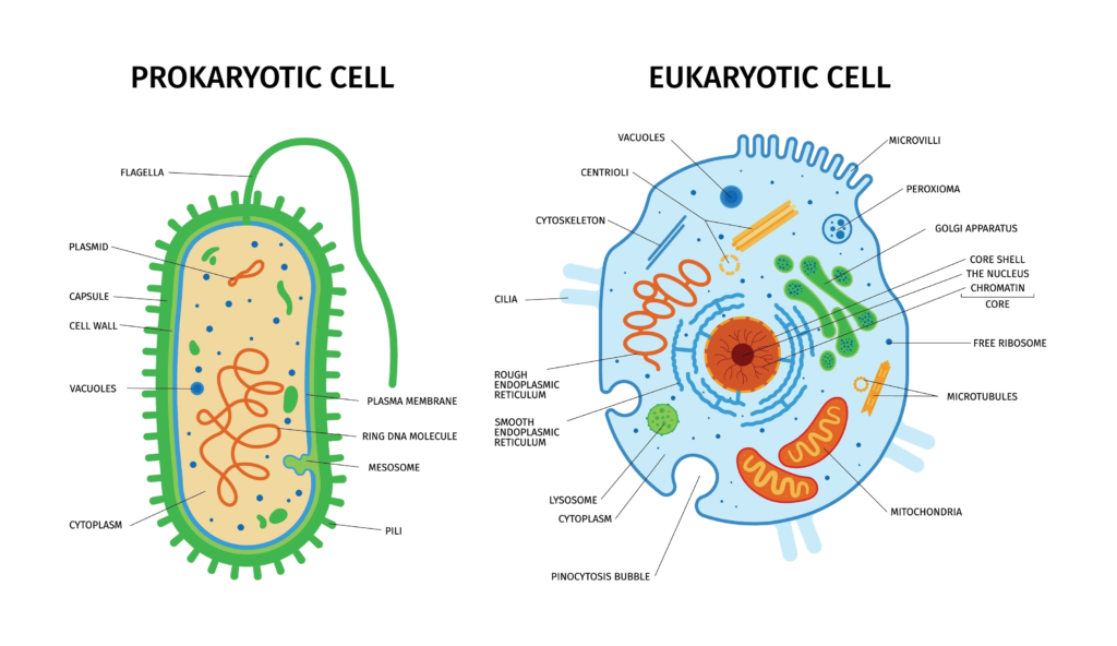 Prokaryotic cell and Eukaryotic Cell